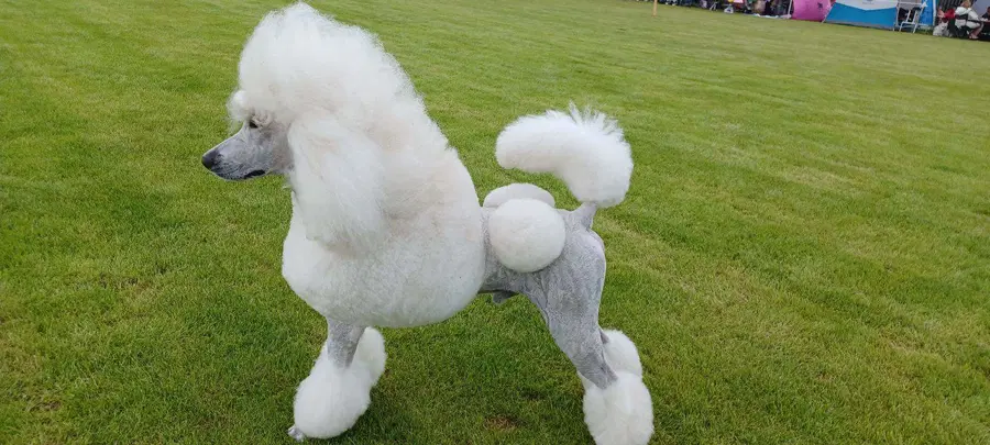 Specialna razstava psov na Rogli navdušila obiskovalce (FOTO)