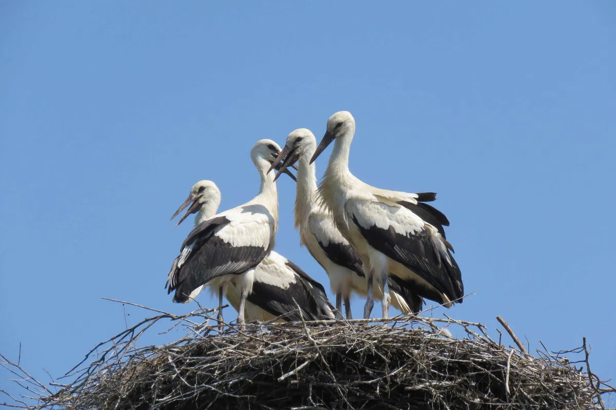 V Sloveniji največ gnezdečih parov in mladičev belih štorkelj doslej