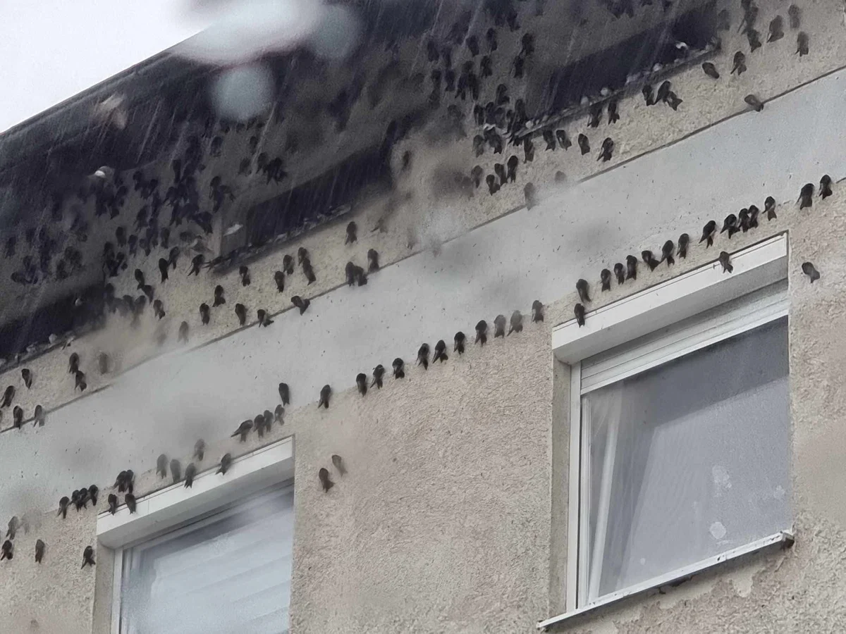 FOTO: Precejšnja ohladitev na Koroškem presenetila tudi lastovke
