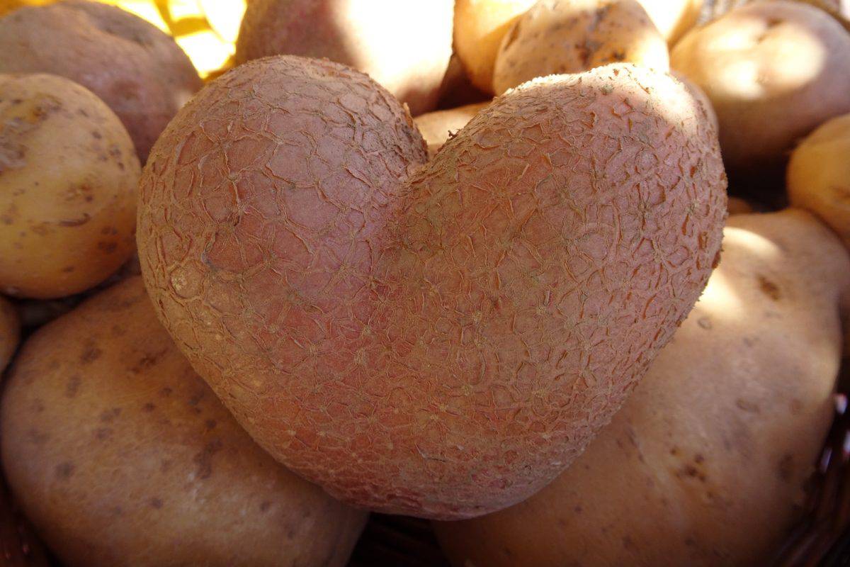 Konec tedna "Svetovni festival praženega krompirja 2024" v Črni na Koroškem