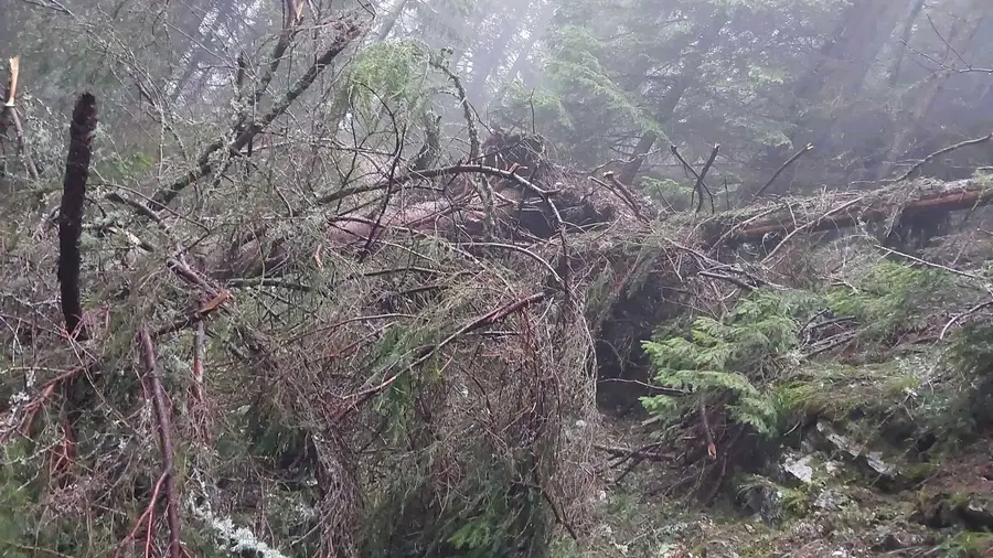 Obvestilo: Zaprtje poti na Peco zaradi podrtega drevja (FOTO)