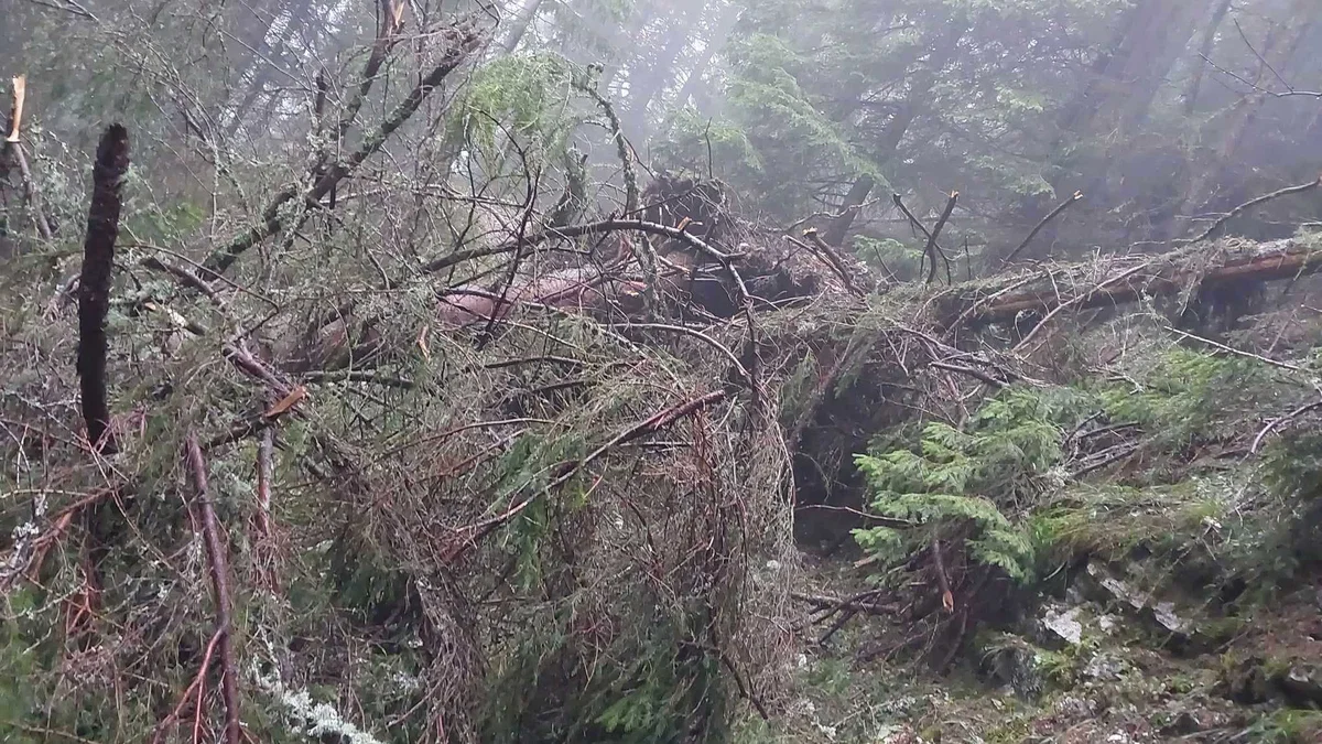 Obvestilo: Zaprtje poti na Peco zaradi podrtega drevja (FOTO)