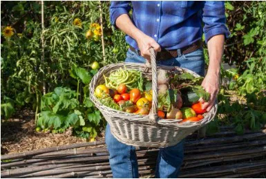 Obvestilo za uporabnike vrtičkov na Piglu: zapornica bo septembra odprta