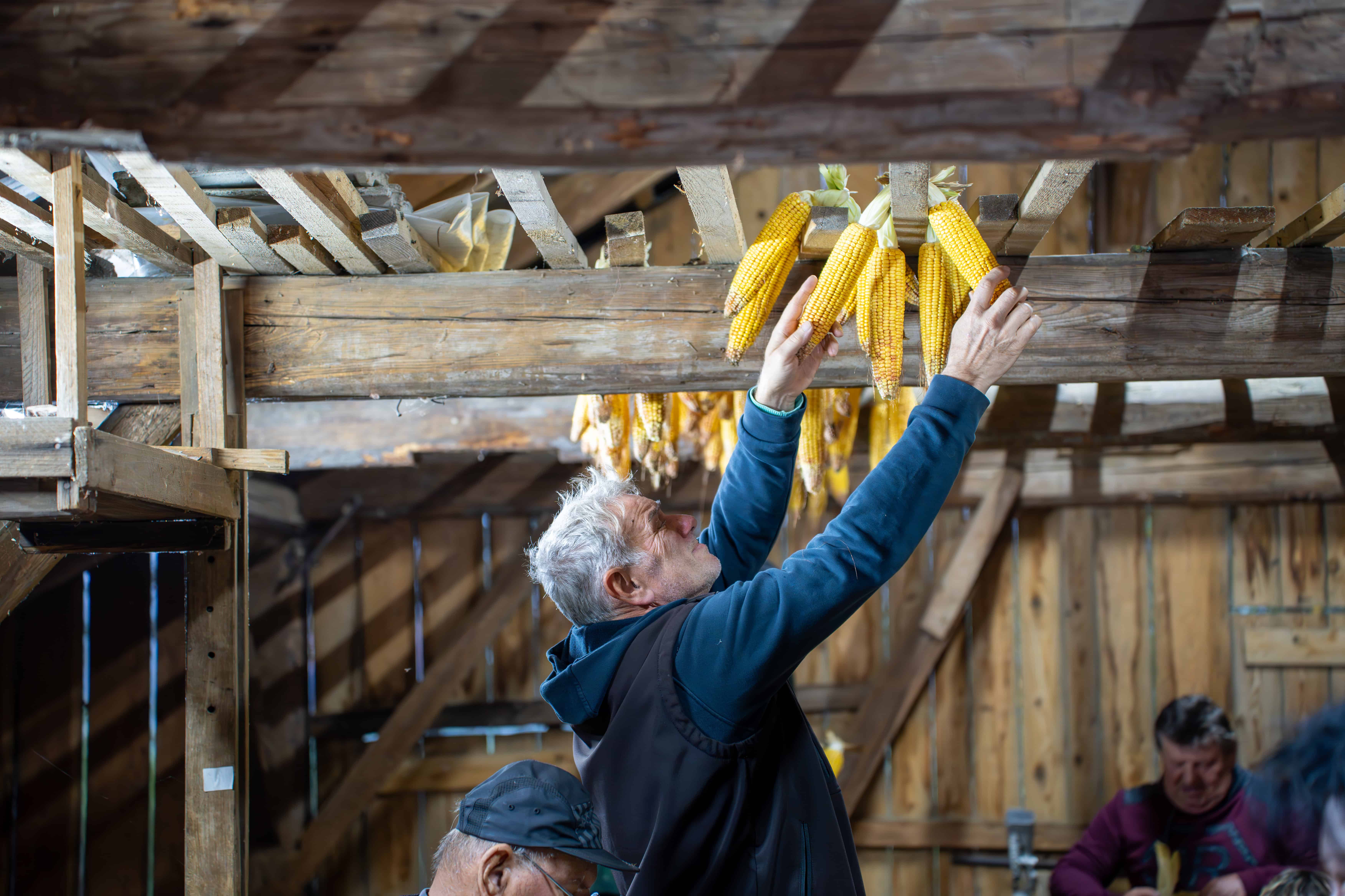 V petek vas vabijo na Erčevo žago na tradicionalno luščenje koruze