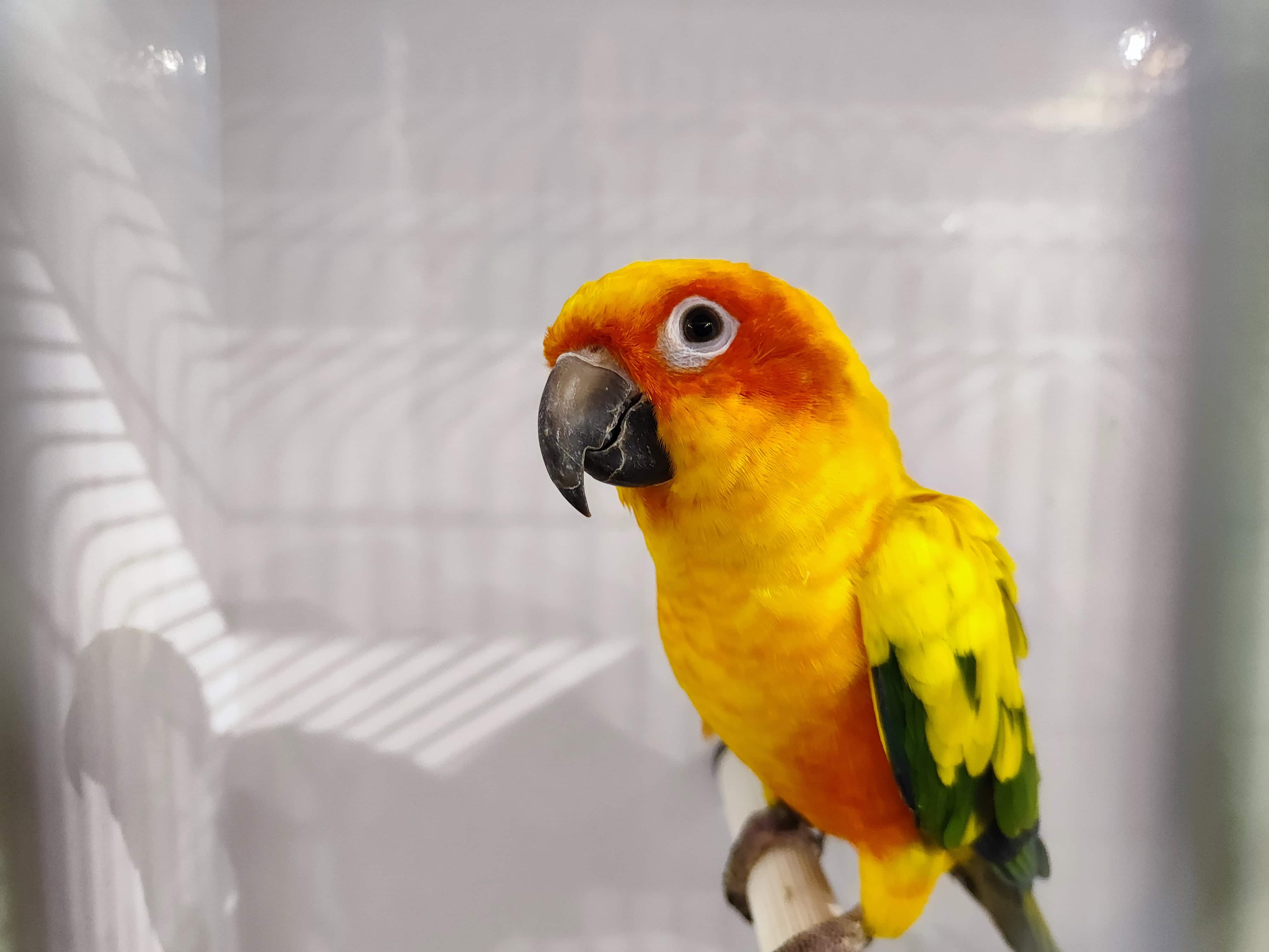 FOTO: Ta vikend si lahko v Kotljah ogledate razstavo eksotičnih ptic