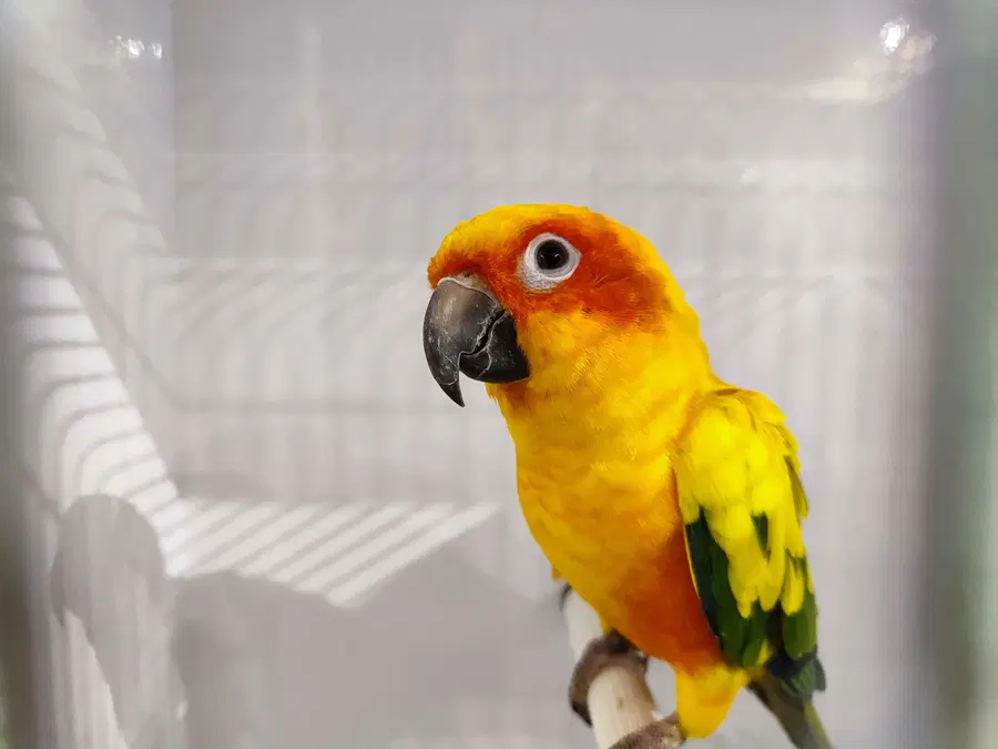 FOTO: Ta vikend si lahko v Kotljah ogledate razstavo eksotičnih ptic