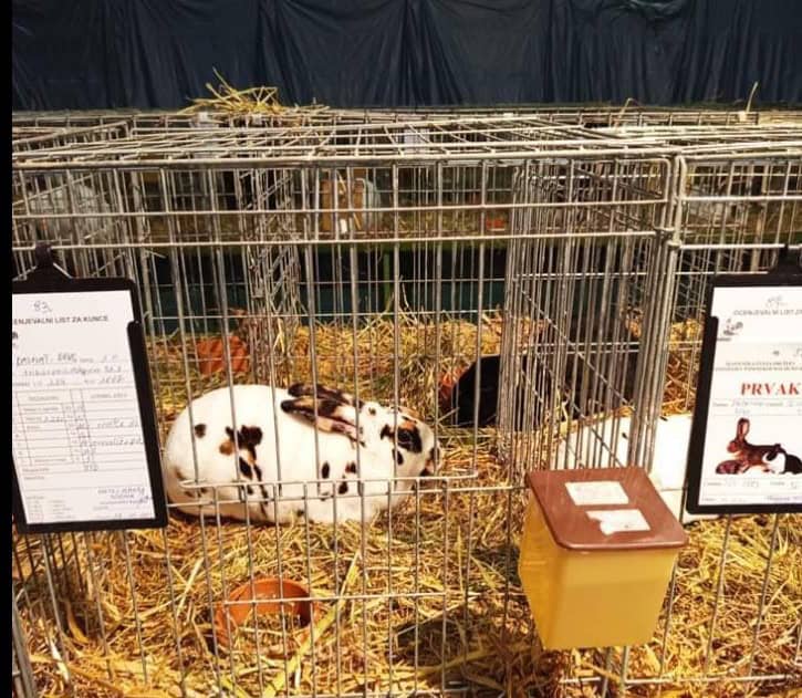 Vabljeni na razstavo malih domačih živali v Kulturnem domu Stari trg