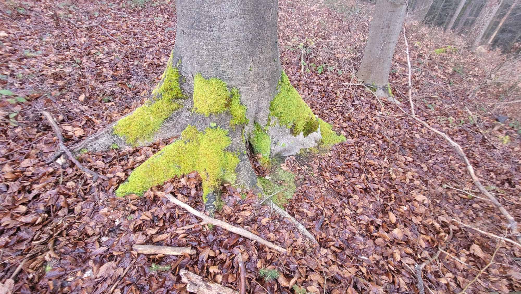 Koliko mahu lahko letos odnesete iz gozda?