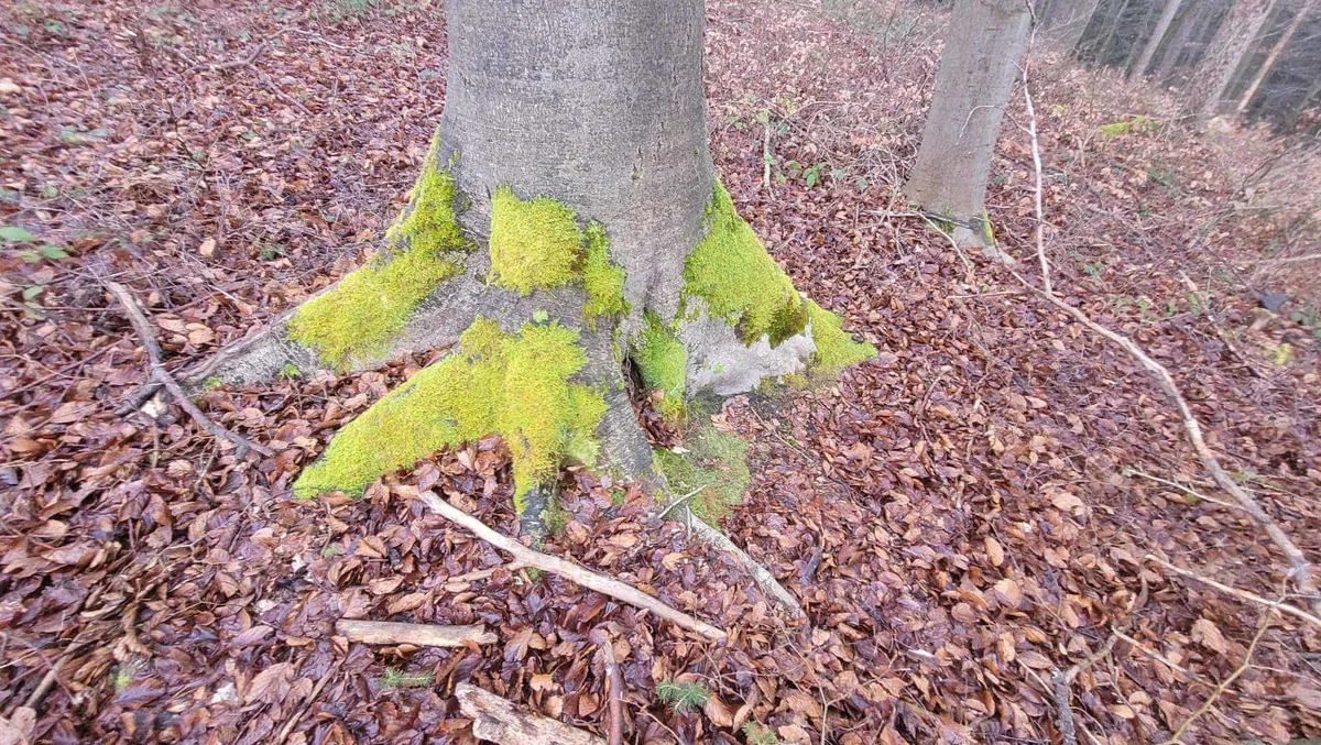 Koliko mahu lahko letos odnesete iz gozda?
