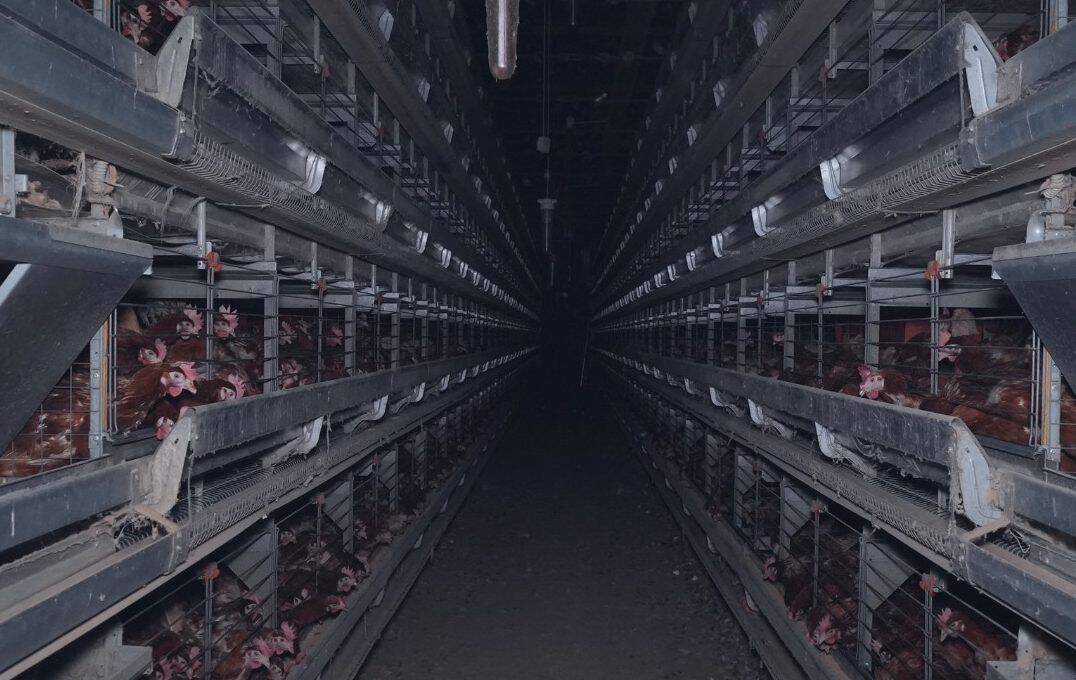 Inšpekcijski nadzor na farmi nesnic: Poginule kokoši, zajedavci, prenaseljene kletke