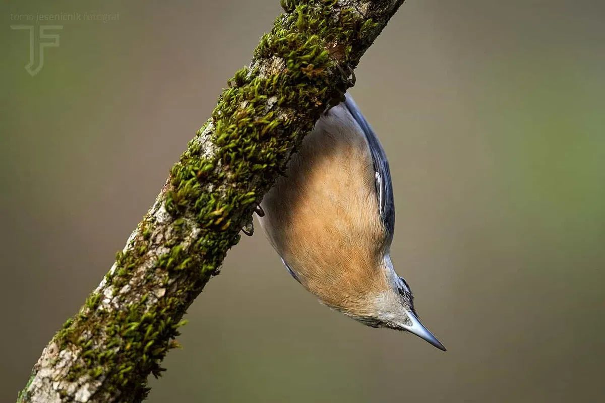 Danes bodo v Dvorcu Bukovje odprli fotografsko razstavo Barvite obiskovalke koroškega neba