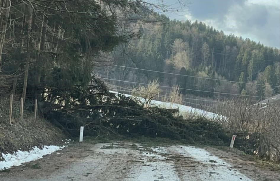 Obvestilo: Podrto drevo zaprlo cesto na relaciji Podgorje - Graška Gora