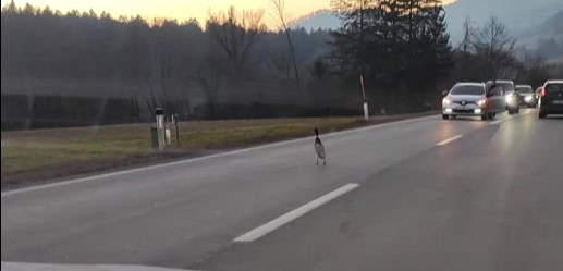 Prijazni vozniki pomagali raci na cesti na relaciji Muta – Radlje, ki je povzročila ovire v prometu (VIDEO)