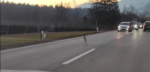 Prijazni vozniki pomagali raci na cesti na relaciji Muta – Radlje, ki je povzročila ovire v prometu (VIDEO)