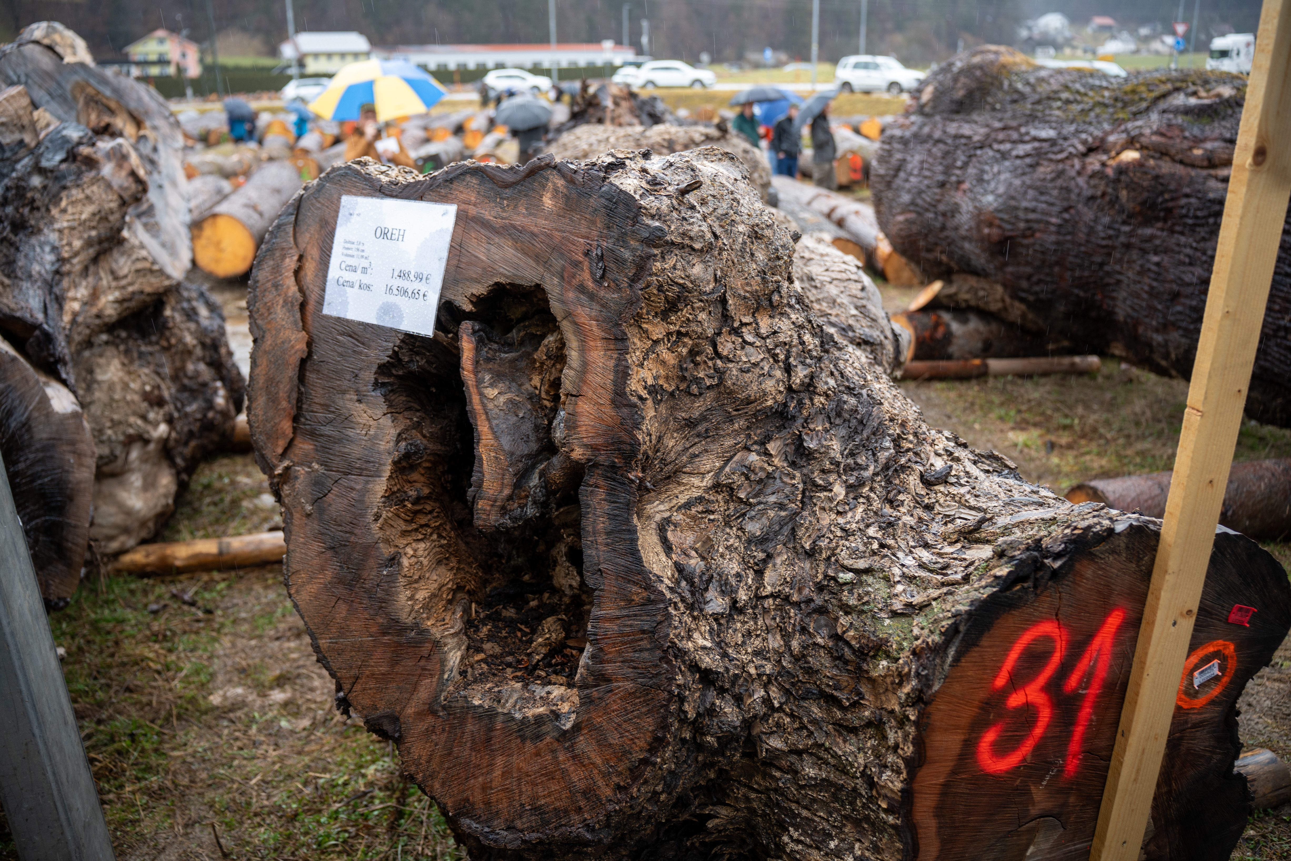 VIDEO IN FOTO: Rekorder letošnje licitacije lesa na Koroškem je hlod oreha iz BiH