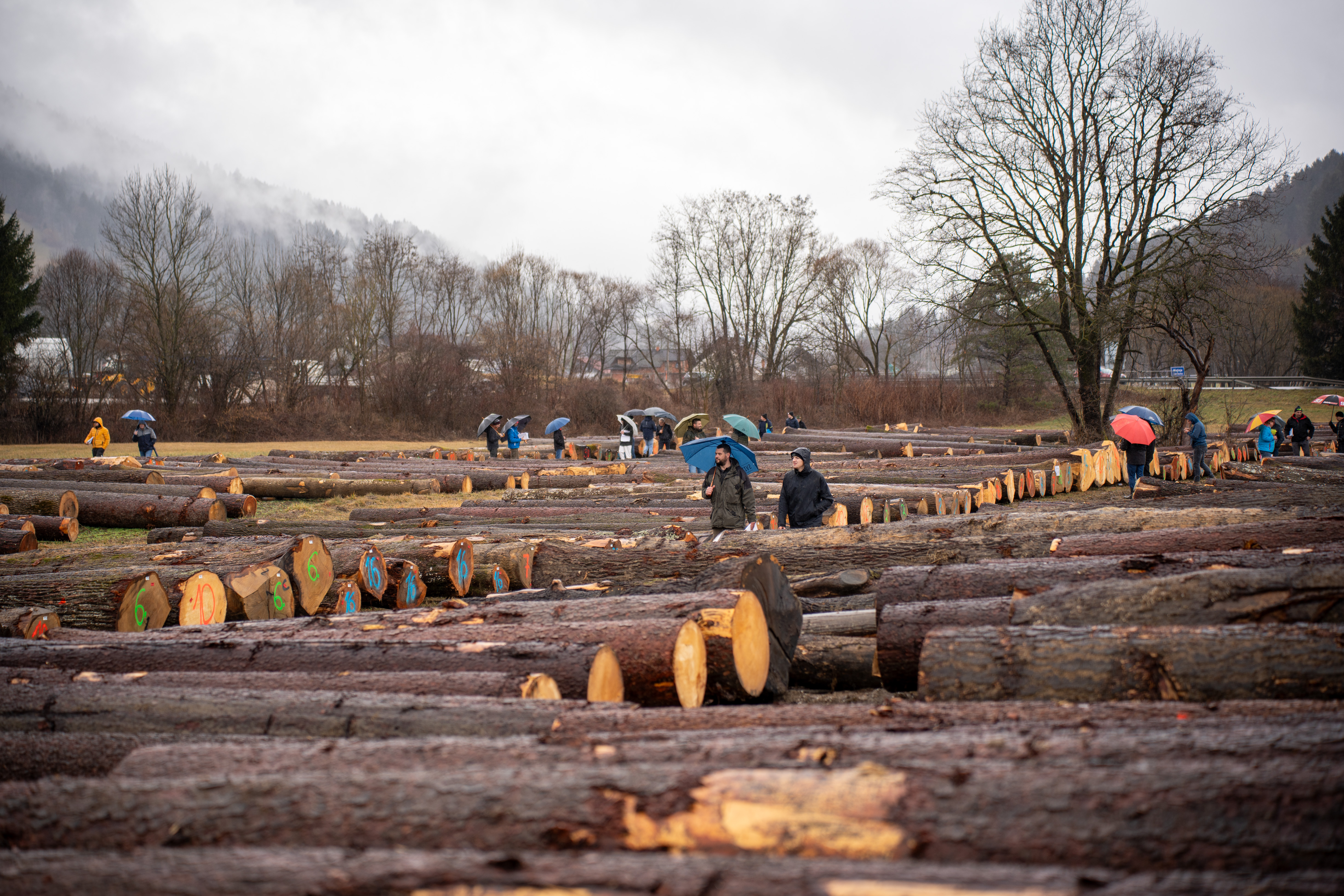 Za licitacijo vrednejšega lesa na Koroškem zbrali nekaj manj hlodov kot lani