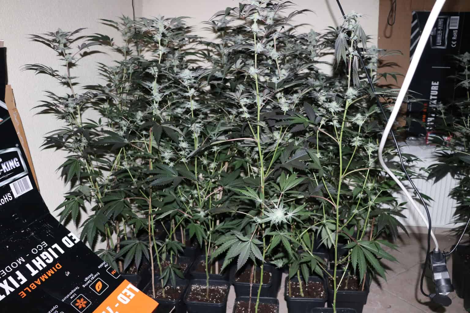 Policisti na območju PU Celje zasegli okoli 400 sadik konoplje