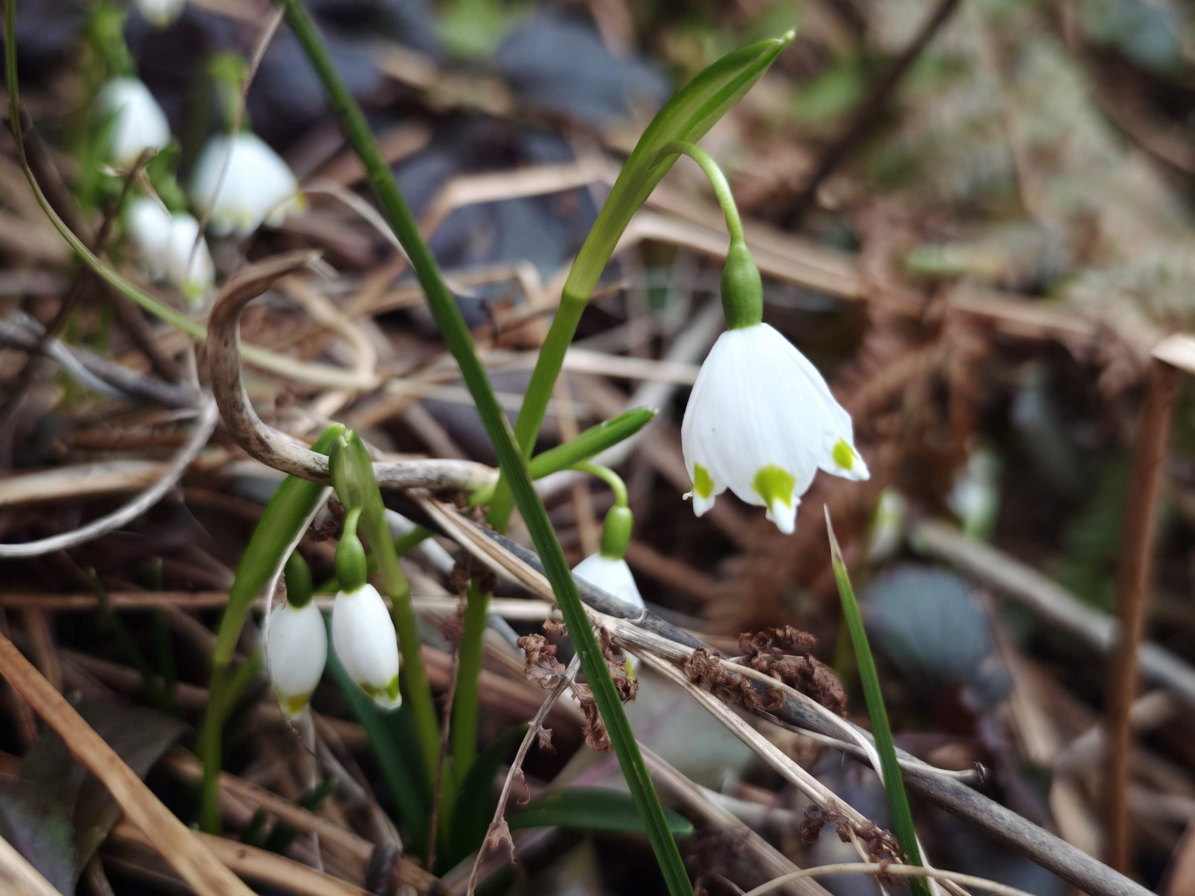 S pomladnim enakonočjem se začenja koledarska pomlad 