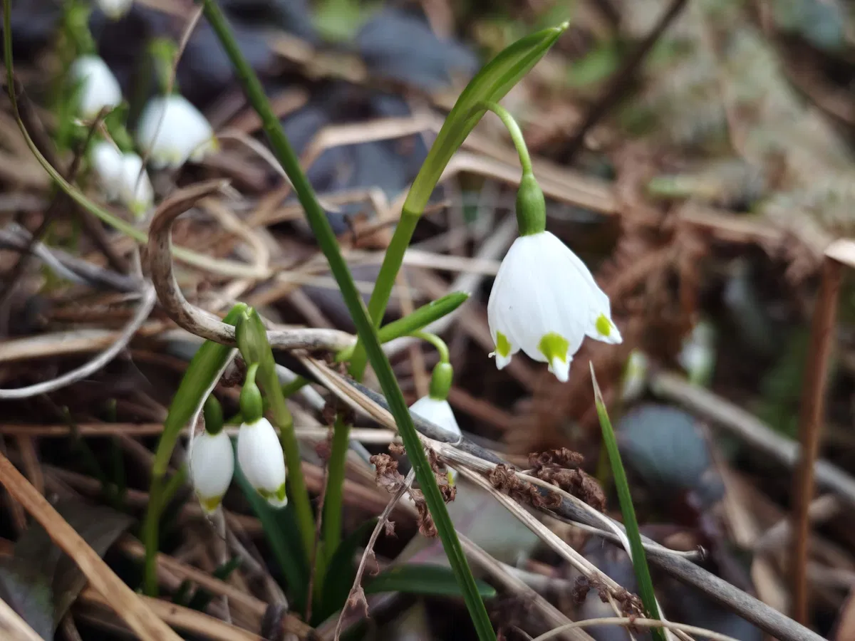 S pomladnim enakonočjem se začenja koledarska pomlad 