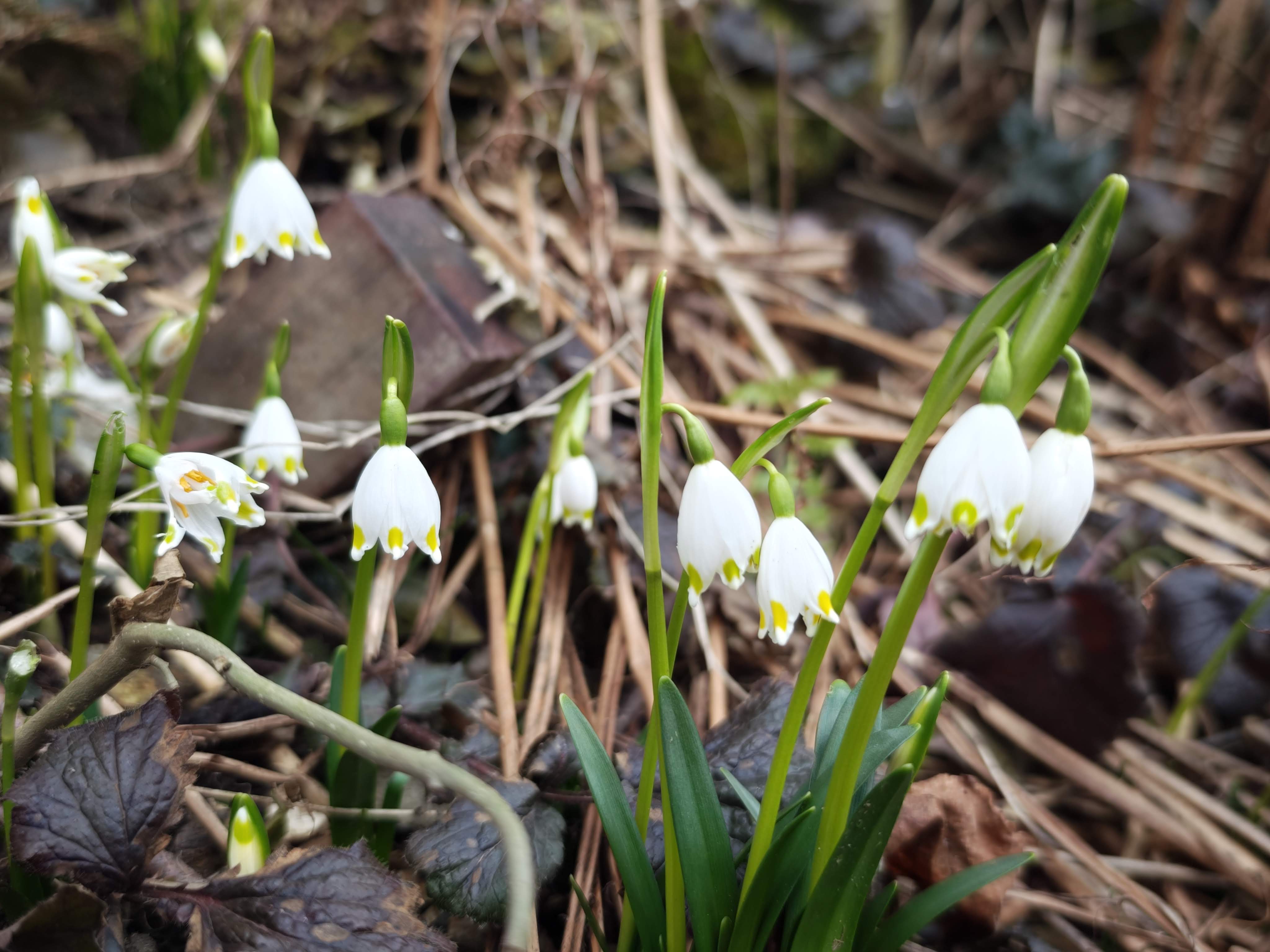 Letošnji marec nadpovprečno topel, zelo namočen in povprečno osončen
