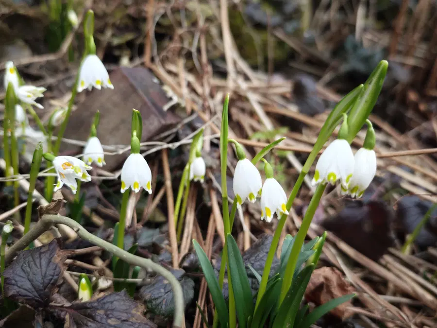 Letošnji marec nadpovprečno topel, zelo namočen in povprečno osončen