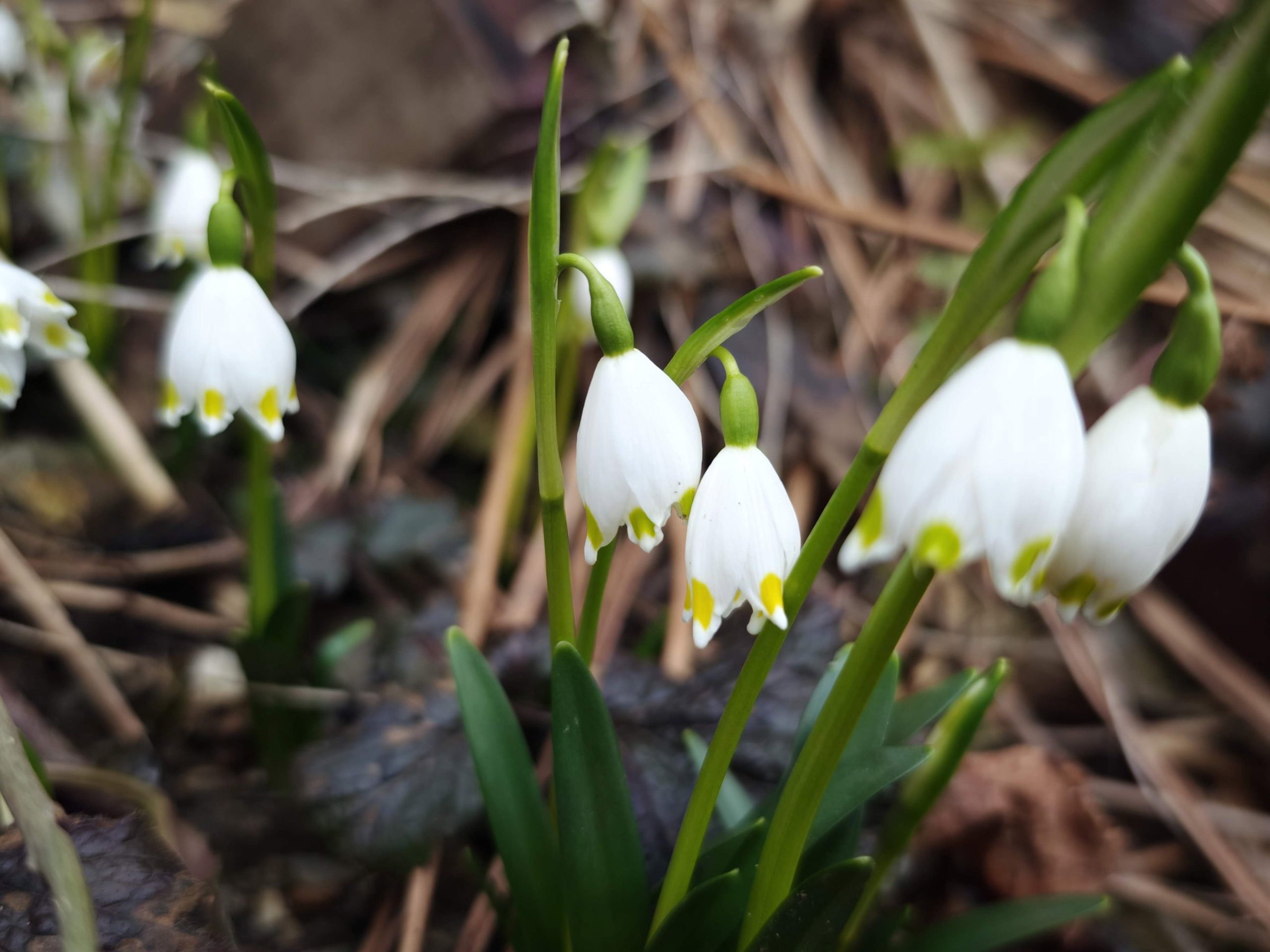 Vreme: Sončen začetek tedna z možnimi plohami