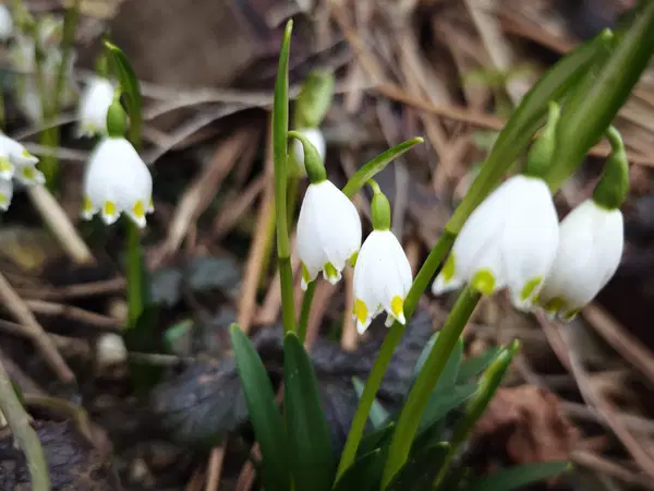 Vreme: Sončen začetek tedna z možnimi plohami