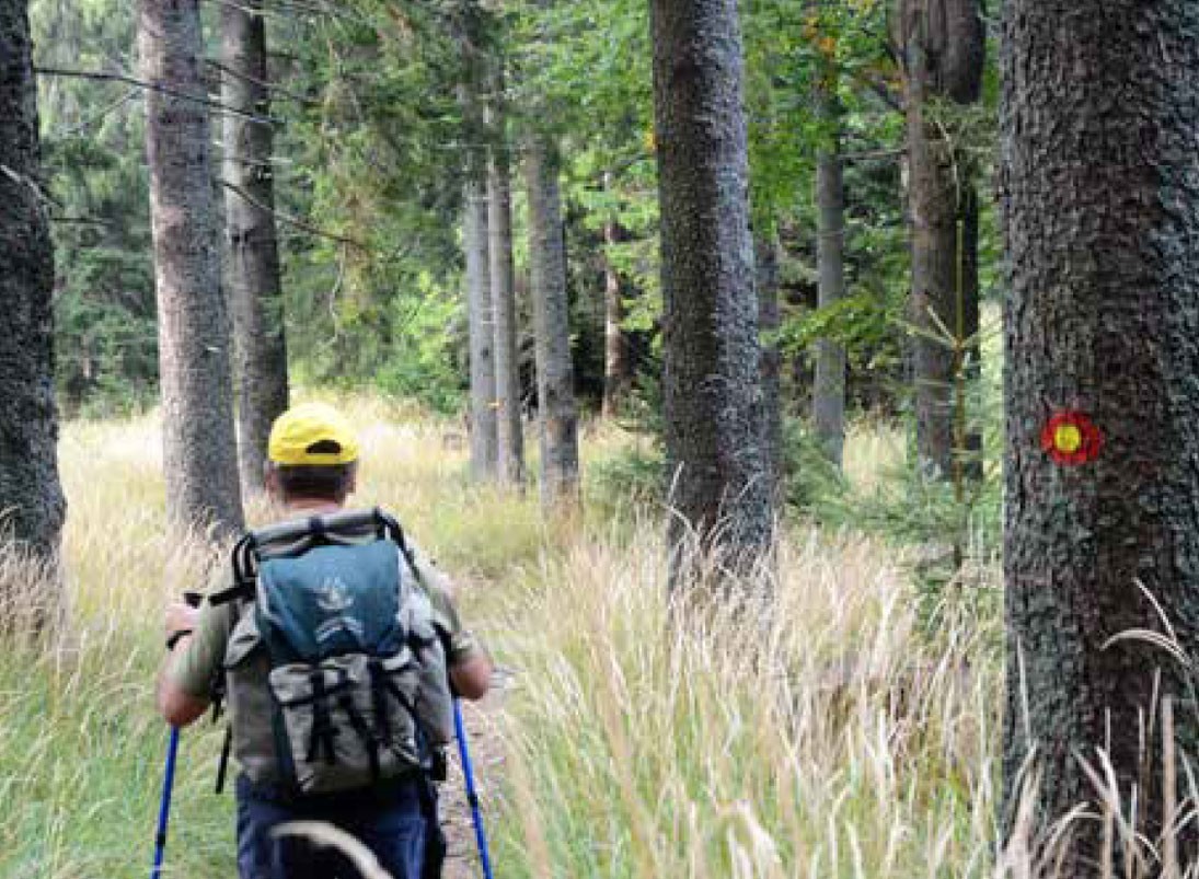 V Radljah ob Dravi bodo ob Mednarodnem dnevu gozdov predstavili evropsko pešpot E6