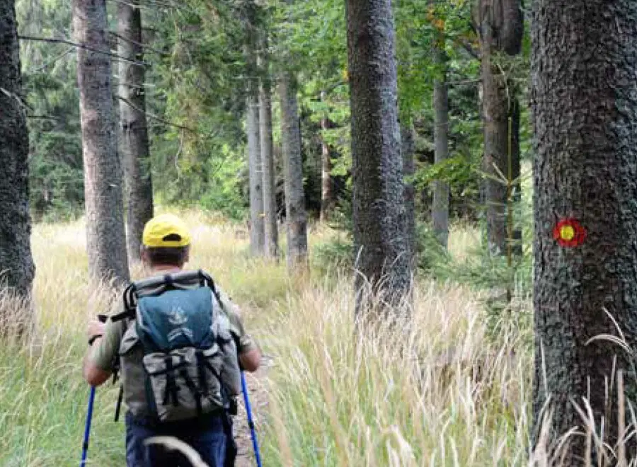 V Radljah ob Dravi bodo ob Mednarodnem dnevu gozdov predstavili evropsko pešpot E6
