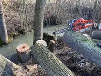 Zavod za gozdove poziva k pravočasni sečnji zaradi podlubnikov 