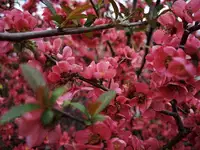 Praznovanje materinskega dne zaokroža marčevsko dogajanje na Muti