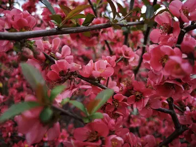 Praznovanje materinskega dne zaokroža marčevsko dogajanje na Muti
