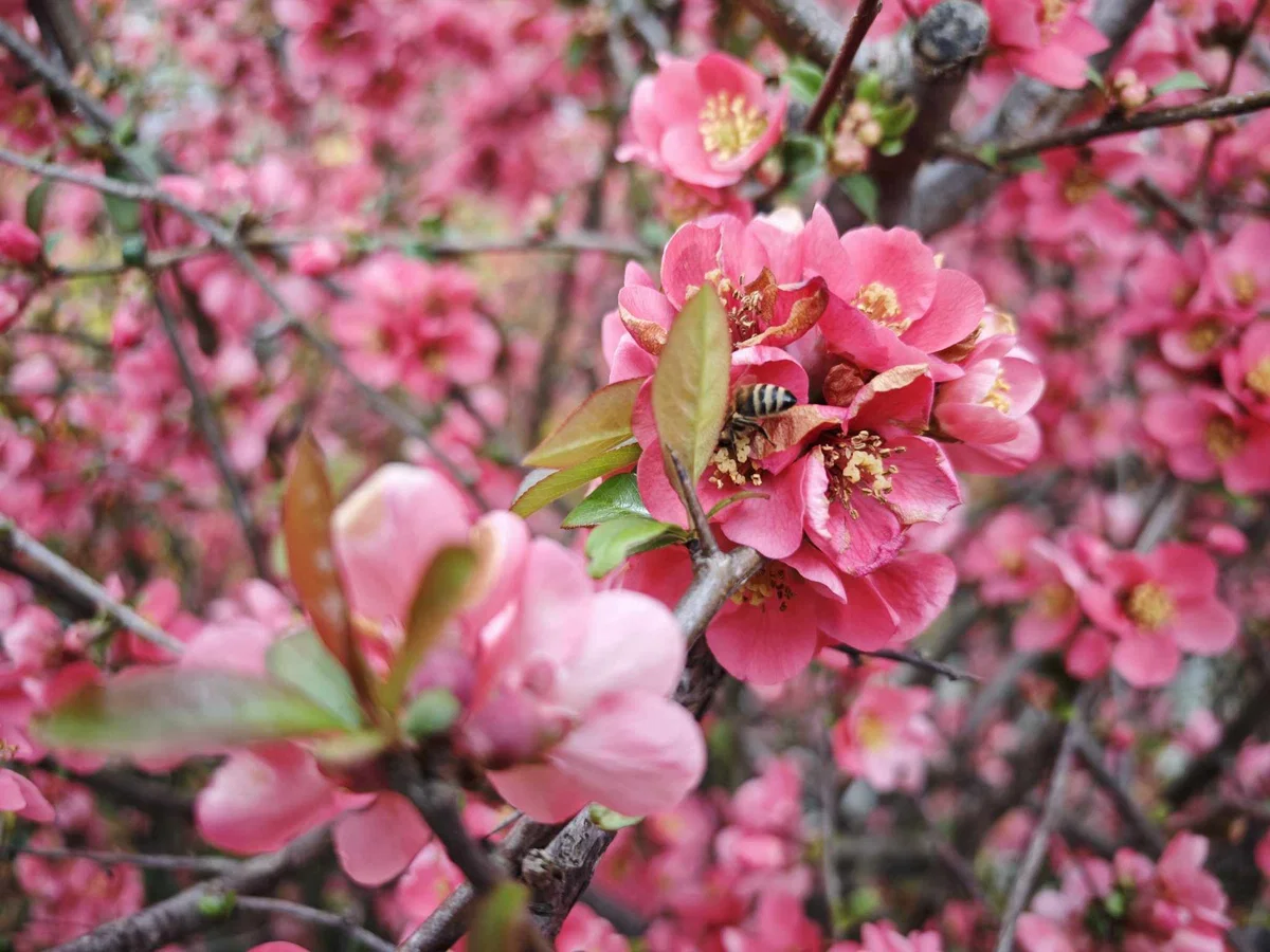 Prednik in Bezjak Zrim s poslansko pobudo za dodatna sredstva namenjena čebelarstvu