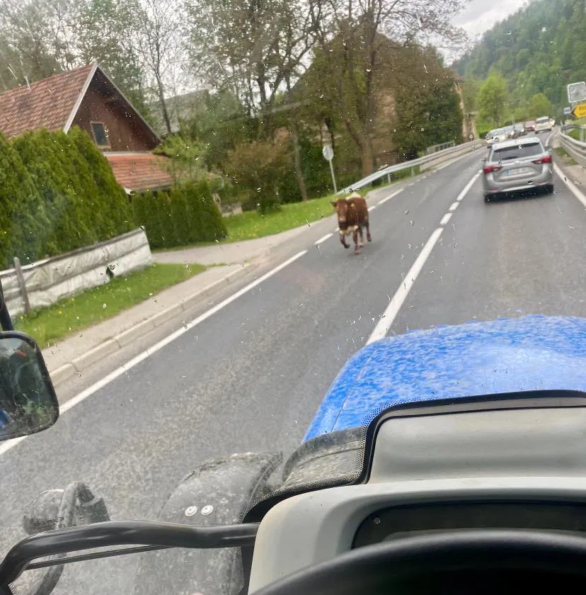 Previdno: Žival na cestišču na relaciji Dravograd - Gortina