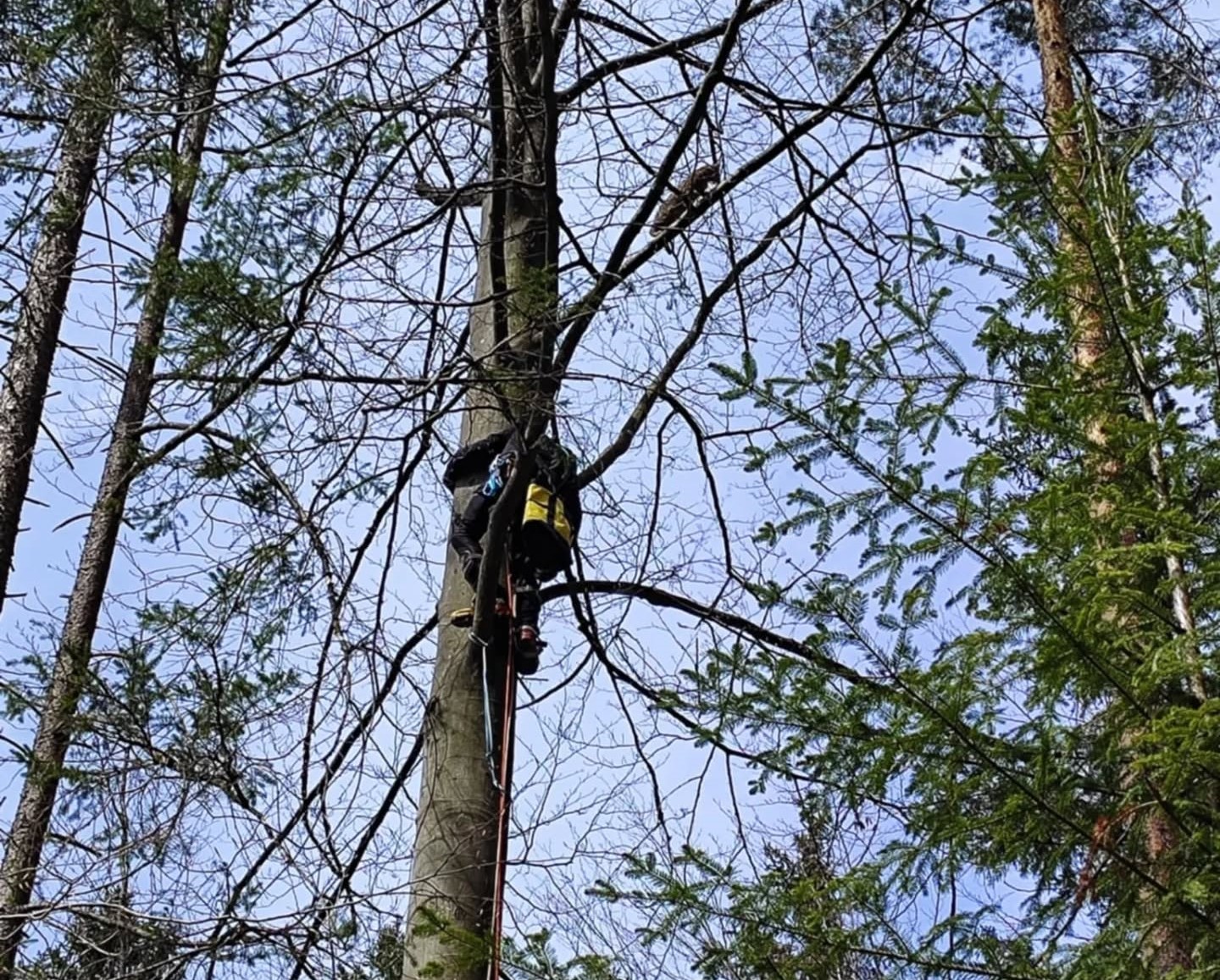 FOTO: Gorski reševalci Koroške pomagajo tudi živalim – tokrat so rešili prestrašenega mačka z drevesa