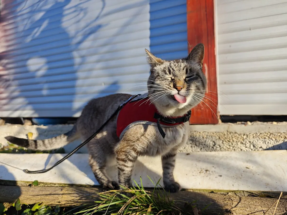 Veterinarska uprava poziva k premišljeni odločitvi za hišnega ljubljenčka