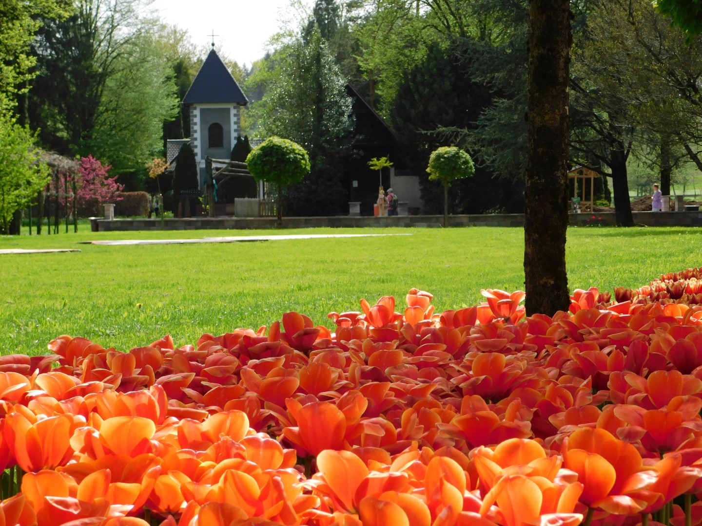 V Mozirskem gaju je tradicionalna razstava tulipanov in pomladnega cvetja v polnem razcvetu