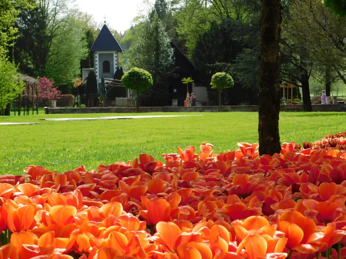 V Mozirskem gaju je tradicionalna razstava tulipanov in pomladnega cvetja v polnem razcvetu