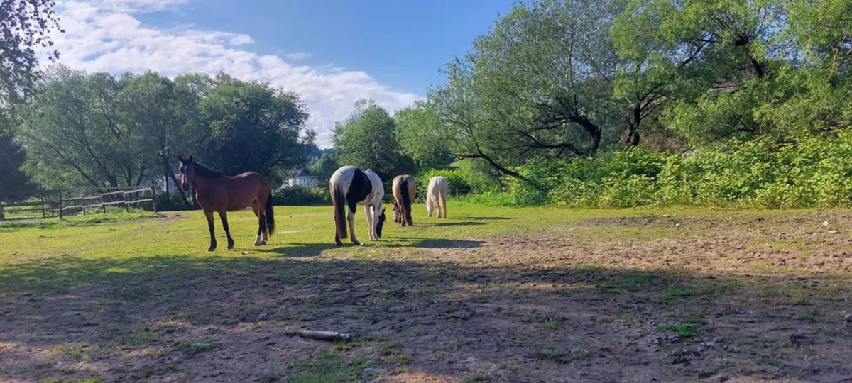 Na Ranču Foltan polni elana novim zmagam naproti