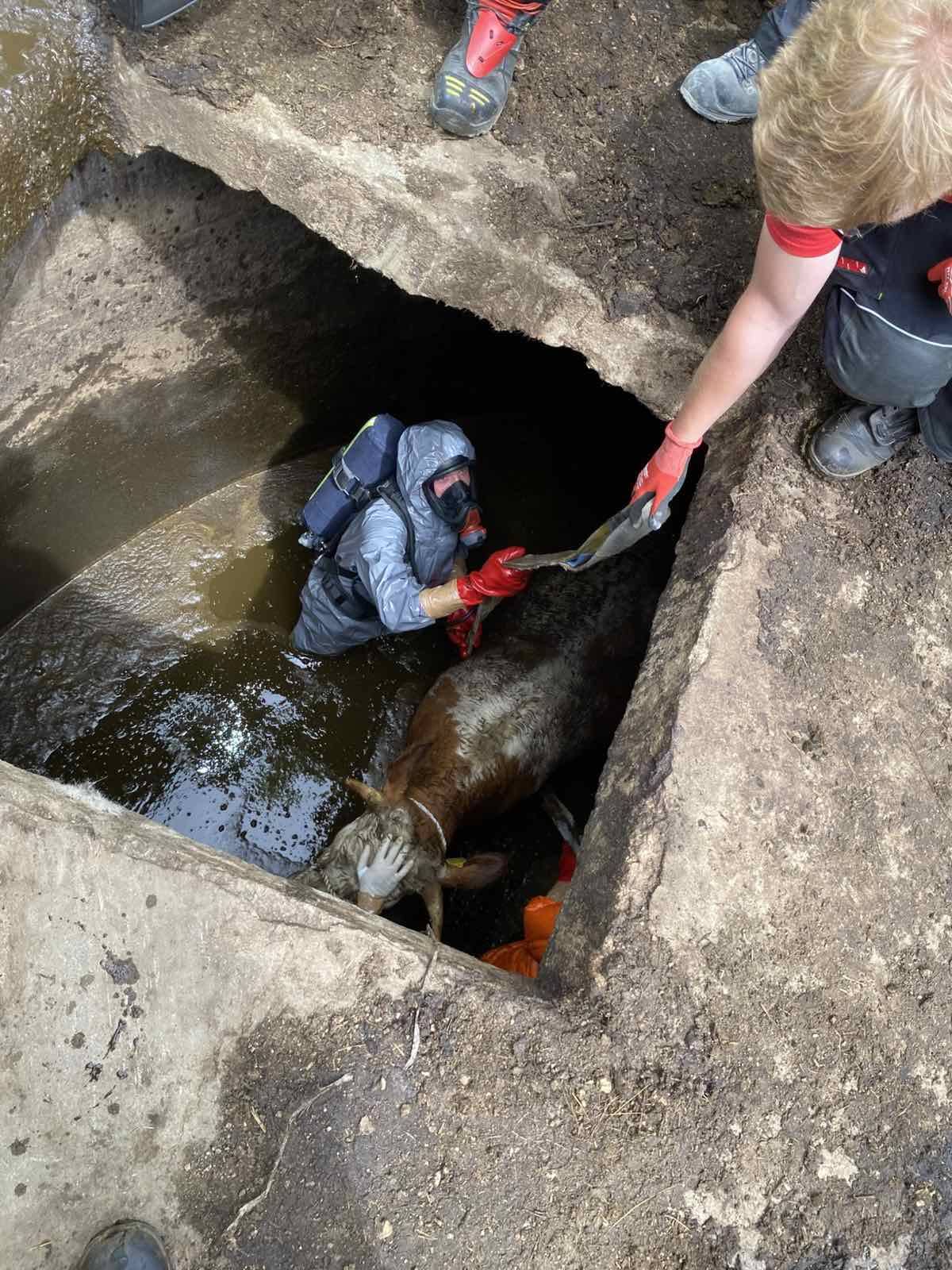 FOTO: PGD Sele rešilo žival iz gnojne jame