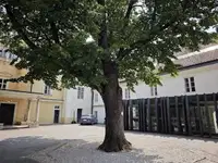 Otroci v stiski imajo na Ravnah novo zatočišče