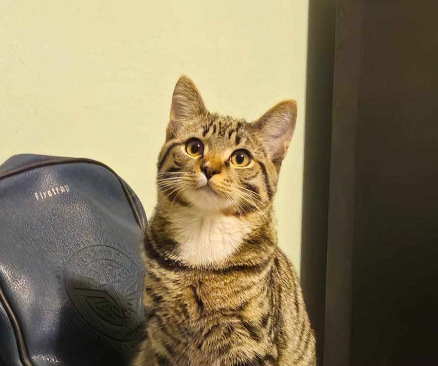 Ste videli Orija? Mucek je pogrešan na Tolstem vrhu