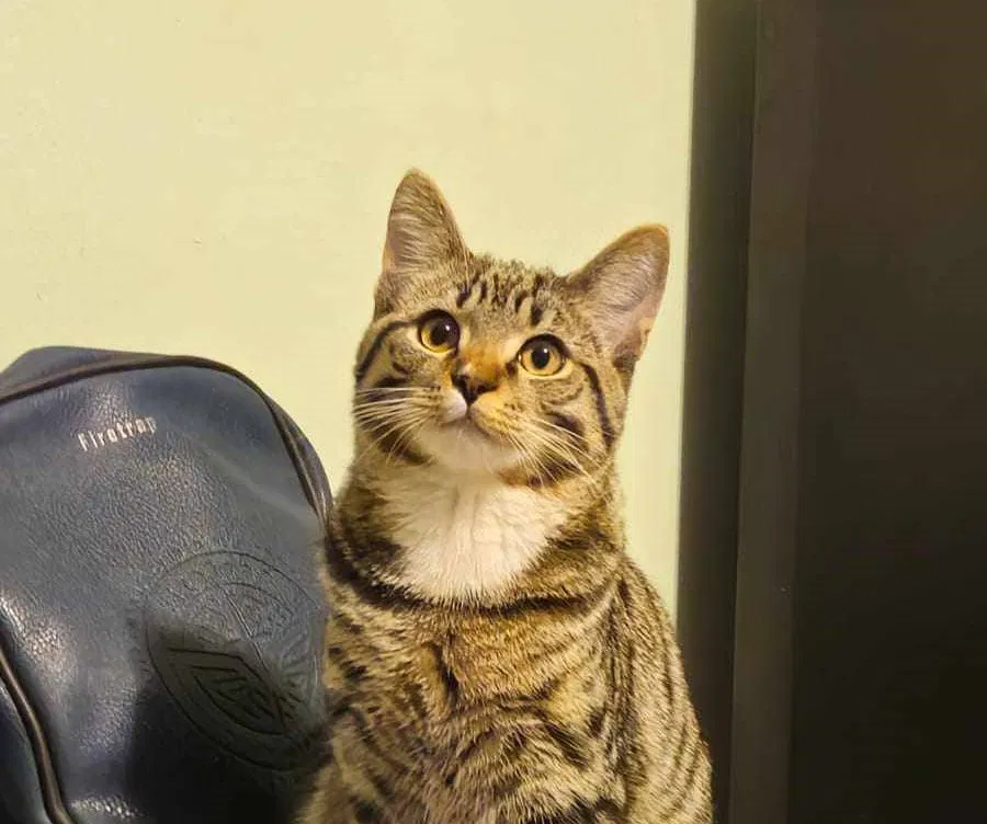 Ste videli Orija? Mucek je pogrešan na Tolstem vrhu