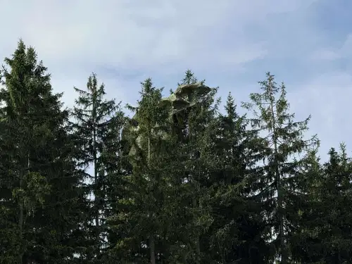 FOTO: V Mislinjski Dobravi je padalec obvisel na drevesu