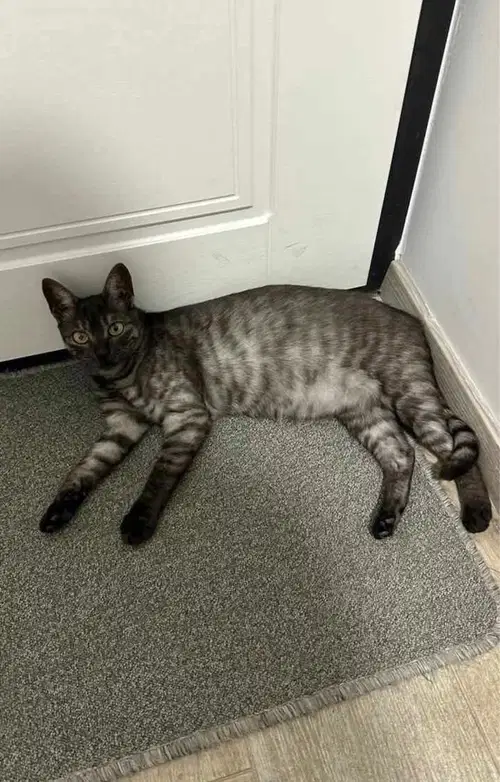 Pogrešana je Nala. Ste jo videli?