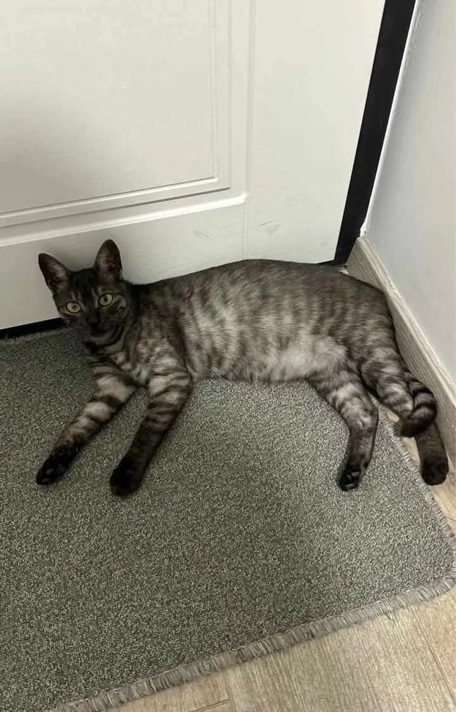 Pogrešana je Nala. Ste jo videli?