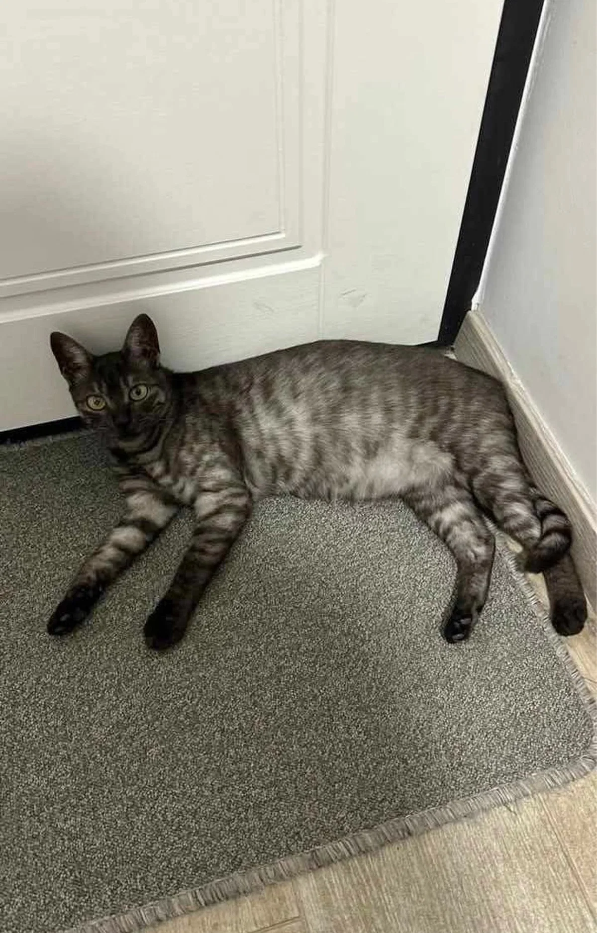 Pogrešana je Nala. Ste jo videli?