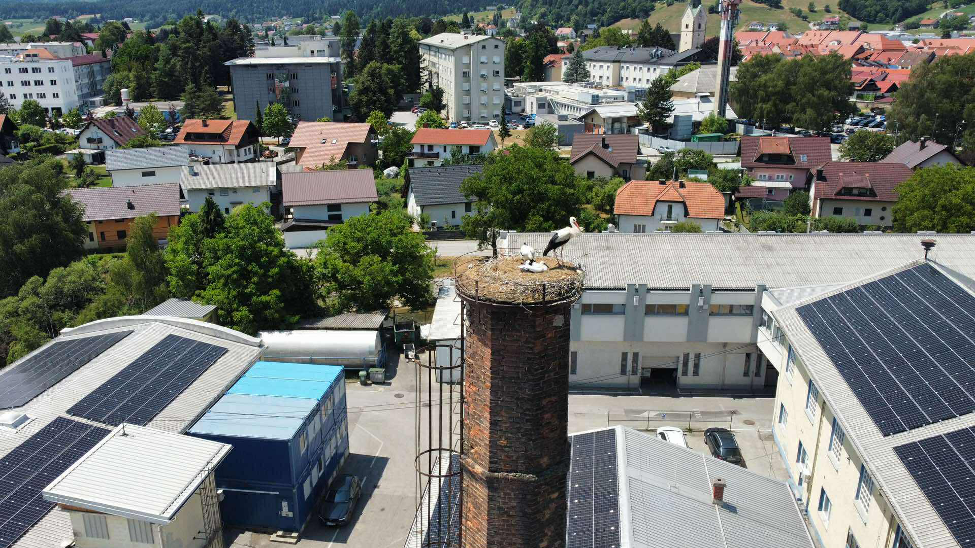 Družina štorkelj si je v Slovenj Gradcu zopet ustvarila dom
