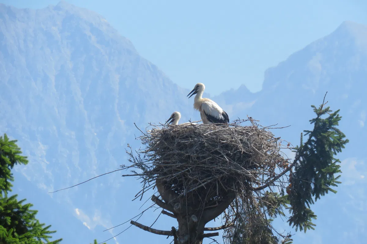 Bele štorklje znova podirajo rekorde - iz gnezd poletelo kar 807 mladičev