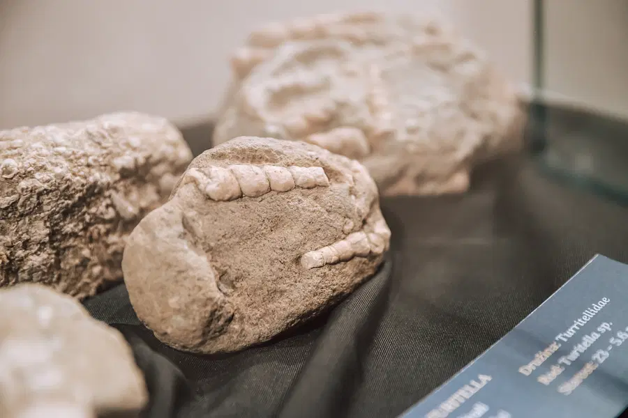 Fosili iz zasebne zbirke na ogled v Slovenj Gradcu